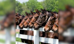 19 racing horses from Hyderabad die at Madhya Pradeshs stud