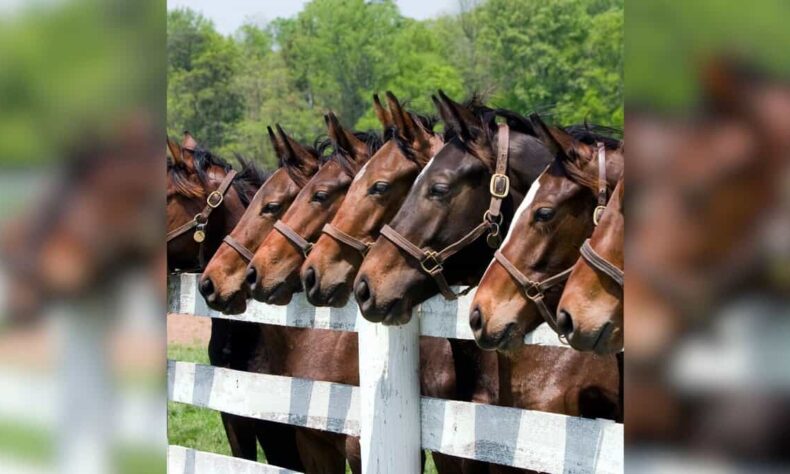 19 racing horses from Hyderabad die at Madhya Pradeshs stud
