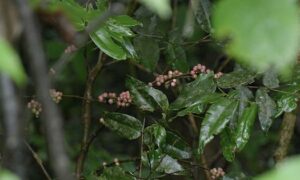 Eco India How coffee is solving Western Ghats039 biodiversity crisis