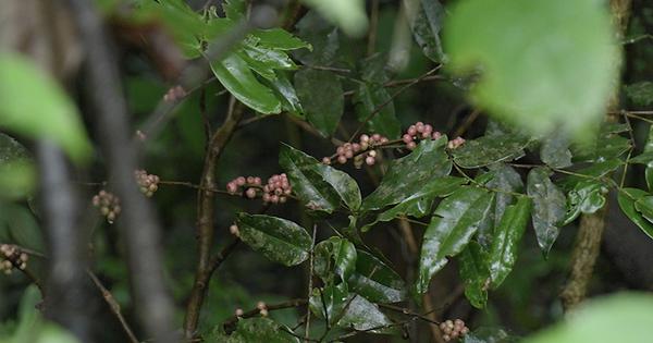 Eco India How coffee is solving Western Ghats039 biodiversity crisis