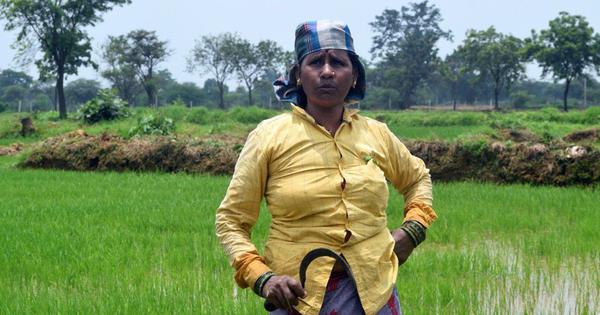 Ethanol push fuels food pollution concerns in rural Chhattisgarh