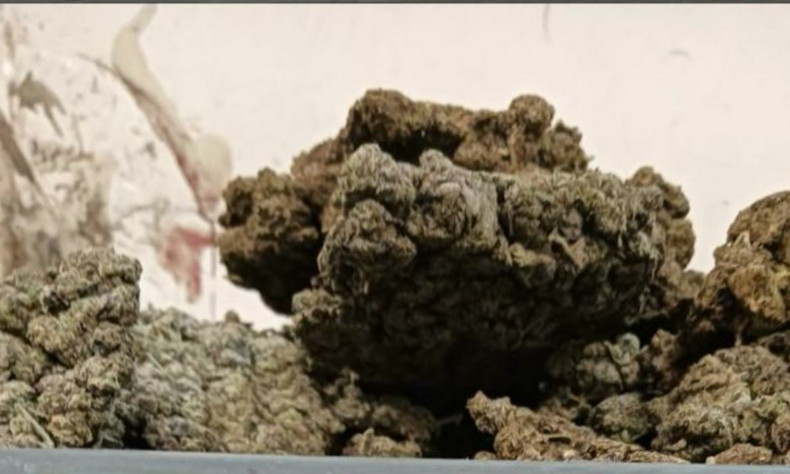 Mumbai Customs seize weed worth Rs 1965 crores at airport