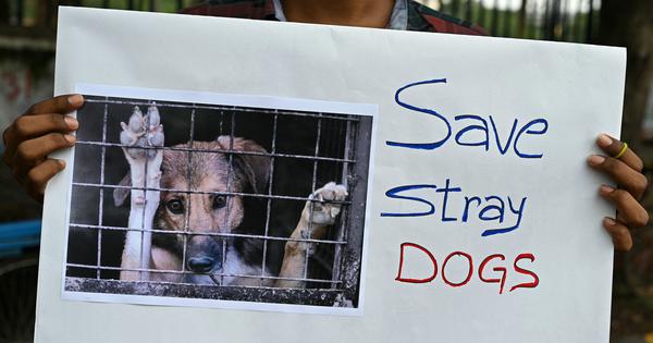 SC says stray dogs to be vaccinated and then released