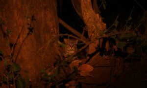 Worlds smallest wild cat spotted on camera traps