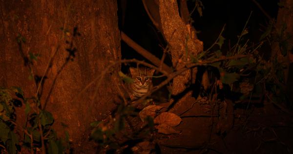 Worlds smallest wild cat spotted on camera traps