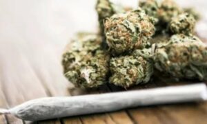 1759028793 200 kg ganja seized across Khammam police limits