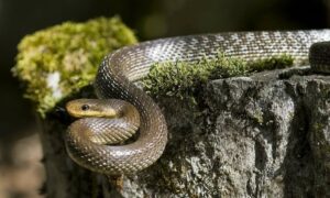 1759032480 Snakes crocodiles spotted in residential areas as Musi River brims