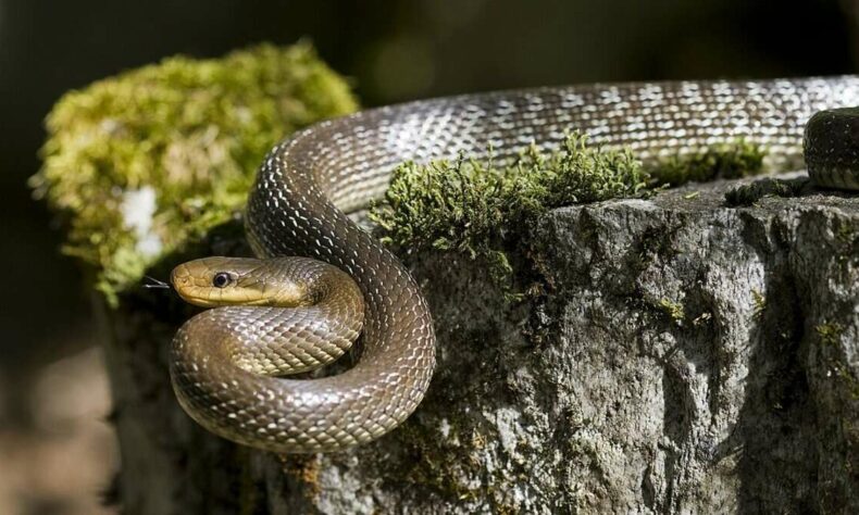 1759032480 Snakes crocodiles spotted in residential areas as Musi River brims
