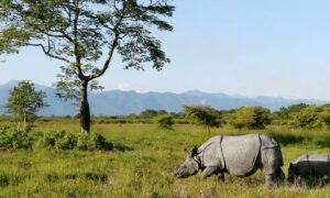 Bodoland conflict threatened wildlife but recovery is evident 20 years