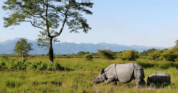 Bodoland conflict threatened wildlife but recovery is evident 20 years