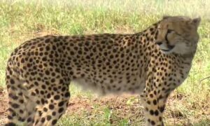 Cheetah killed in suspected ‘fight with leopard in Kuno National