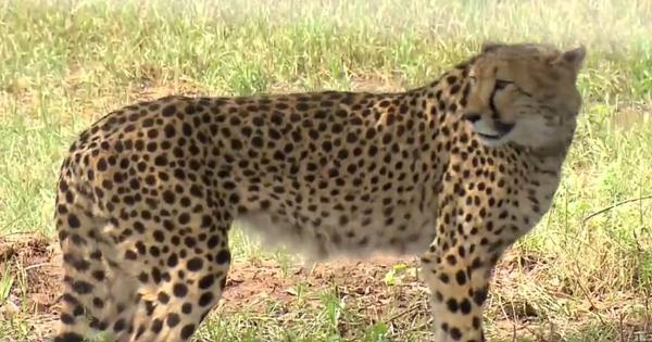 Cheetah killed in suspected ‘fight with leopard in Kuno National