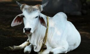 Cow vigilante attack dairy farmers over religious identity