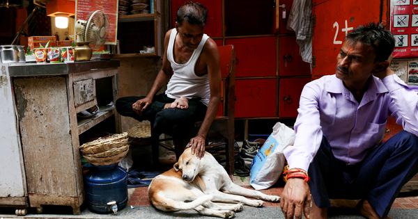 Do animals have rights The SC ruling on stray dogs