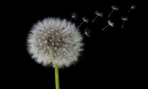 How to ‘SHIELD yourself from Alzheimers disease and dementia