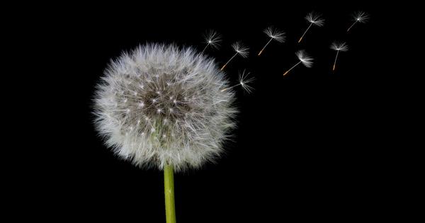 How to ‘SHIELD yourself from Alzheimers disease and dementia