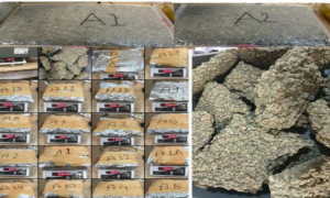 Hydroponic weed worth Rs 1383 crore seized from airport 2