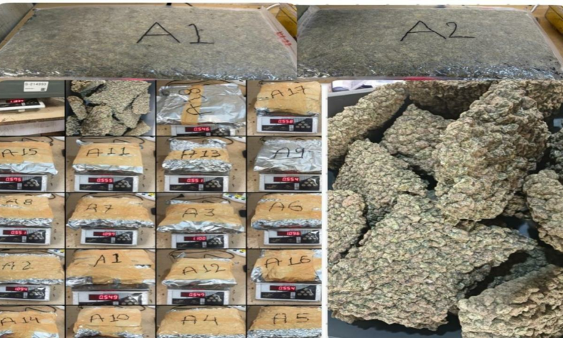 Hydroponic weed worth Rs 1383 crore seized from airport 2