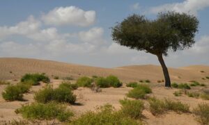Khejri tree was once a lifeline in the desert Now