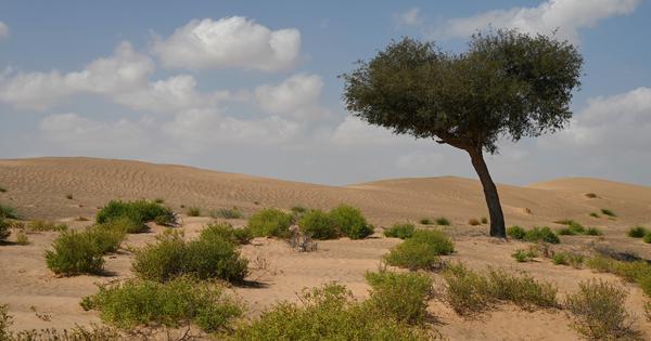 Khejri tree was once a lifeline in the desert Now