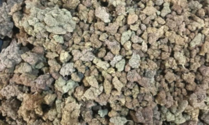 Mumbai Customs seize hydroponic marijuana worth over Rs 12 crore
