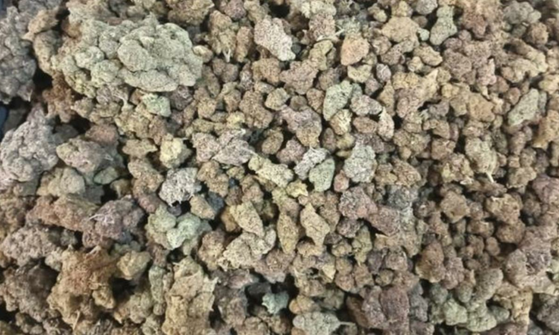 Mumbai Customs seize hydroponic marijuana worth over Rs 12 crore