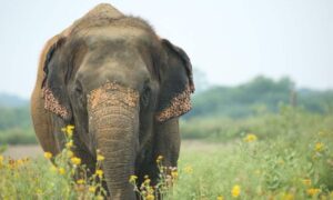 Stray elephant turns Goa village into unexpected home sparks concern