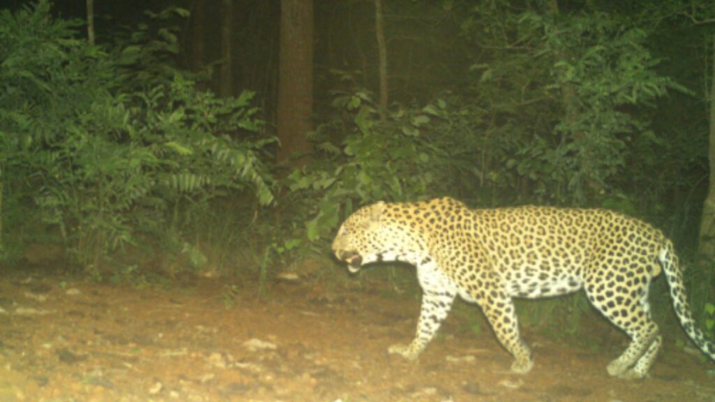 1759457104 939 Chenchu man attacked for exposing poaching in forests of Telangana