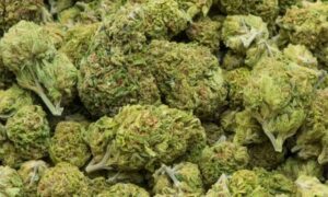 1760383321 Telangana police seize 499 kg ganja two arrested