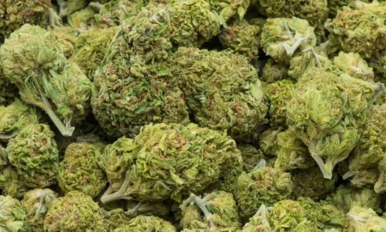 1760383321 Telangana police seize 499 kg ganja two arrested