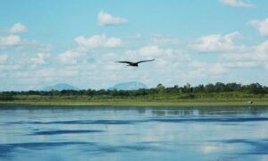 A grassland on Bengalurus outskirts is a biodiversity hub