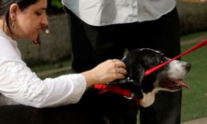 A new book remembers industrialist Ratan Tatas love for animals