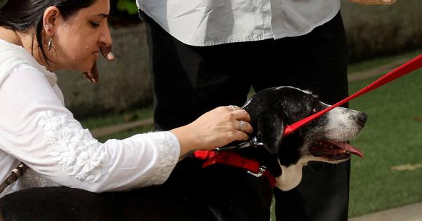 A new book remembers industrialist Ratan Tatas love for animals