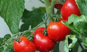 Andhra Pradesh farmers throw tomatoes on roads as prices crash