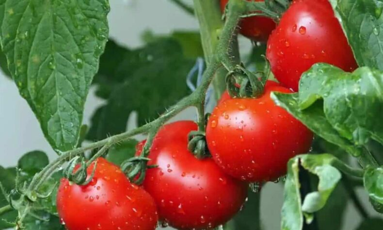 Andhra Pradesh farmers throw tomatoes on roads as prices crash