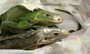 Baby anacondas lizards and iguanas seized at Mumbai airport Thane