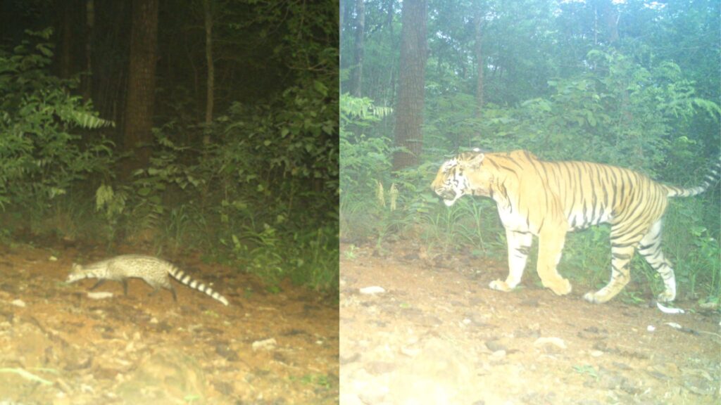 Chenchu man attacked for exposing poaching in forests of Telangana