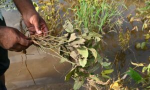 Drought prone region now sees floods sweep away crops livelihoods