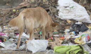 Eco India Is Delhis stray dogs crisis a failure of