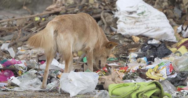 Eco India Is Delhis stray dogs crisis a failure of