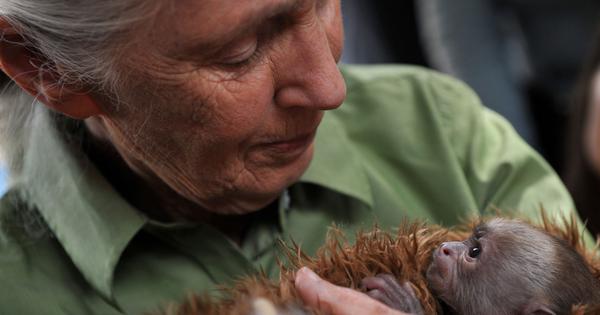Jane Goodall 1934 2025 The necessity of hope