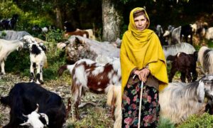 Kashmirs pastoral nomads trekked the Himalayas for generations Now they
