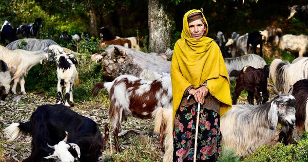 Kashmirs pastoral nomads trekked the Himalayas for generations Now they