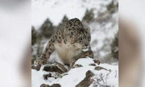 Ladakh home to around 477 snow leopards highest in India