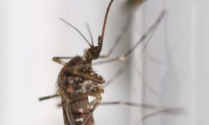 Mosquitoes found in Iceland for the first time amid rising