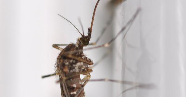 Mosquitoes found in Iceland for the first time amid rising
