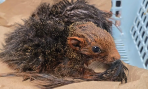 Mumbai Customs rescue exotic animals seize weed and drones at