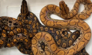 Mumbai Customs seize drugs rescue exotic animals at airport passengers