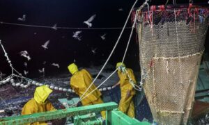 Orange roughy numbers plummet amid debate over bottom trawling