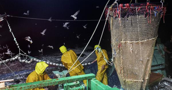 Orange roughy numbers plummet amid debate over bottom trawling